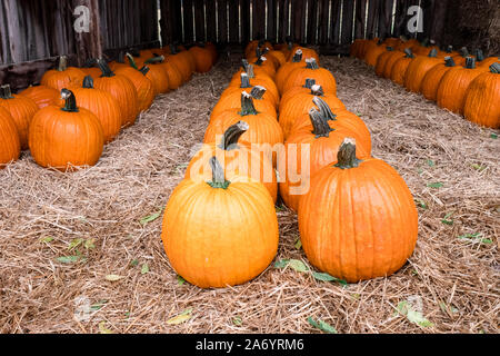 Pumpkins in a barn on a Tennessee pumpkin farm. Stock Photo