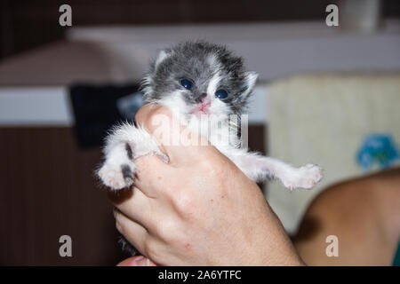 little black and white kitten in hands Stock Photo