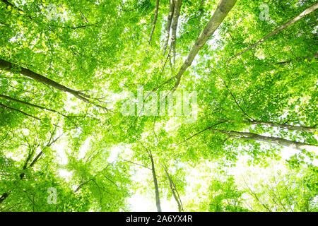 Magnificent glowing green tree crowns for the Season of spring Stock Photo