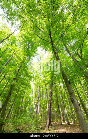 Magnificent glowing green tree crowns for the Season of spring Stock Photo
