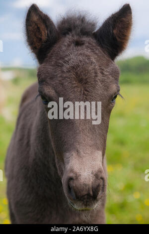 Week old black Icelandic horse foal Stock Photo