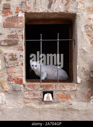 A white cat peering through the iron bars of a window that has a cat tile embedded in the brick wall surronding the window, nobody in the image Stock Photo