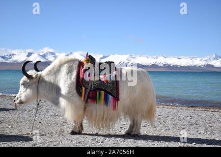 White yak in Namtso lake, Tibet. Namtso is the largest lake in the Tibet Autonomous Region Stock Photo