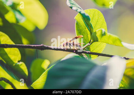 Wasp Stock Photo