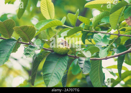 Bitted guava Stock Photo