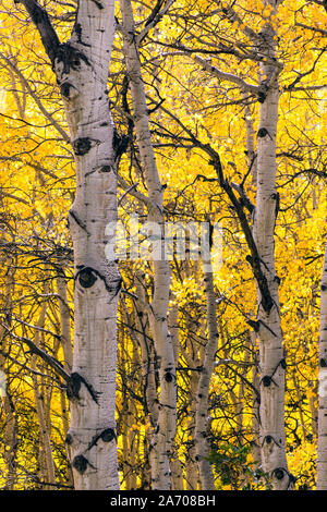 Golden Aspen in the Rocky Mountains of Colorado. Stock Photo