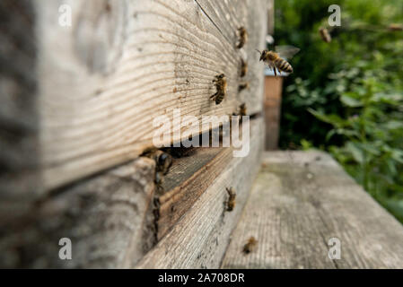 Some bees at a beehive, one is arriving Stock Photo