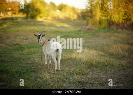 portrait of a white domestic goat in sunny forest. Stock Photo