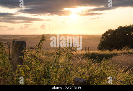 Horses pasturing in a rural landscape under warm sunlight with blue yellow and orange colors grazing grass trees and outstretched view Stock Photo