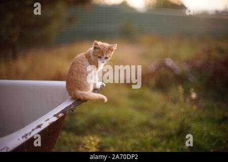 lonely red kitten sits in the garden Stock Photo