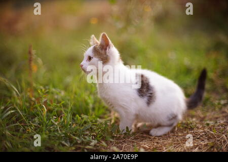 Spotted white kitten sits in the garden, cat hunter. Stock Photo