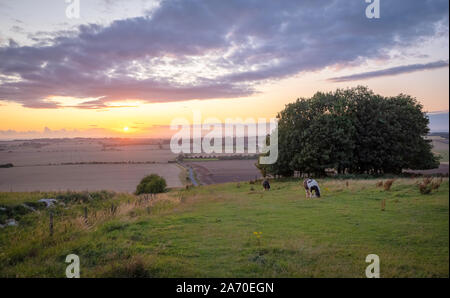 Horses pasturing in a rural landscape under warm sunlight with blue yellow and orange colors grazing grass trees and outstretched view Stock Photo