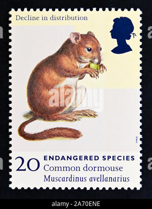 Common or Hazel Dormouse, Muscardinus avellanarius, single adult female ...