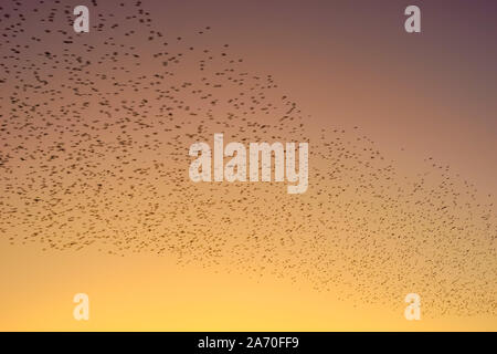 birds fly in the sunset sky, bird migration to warmer climes, blurred image Stock Photo