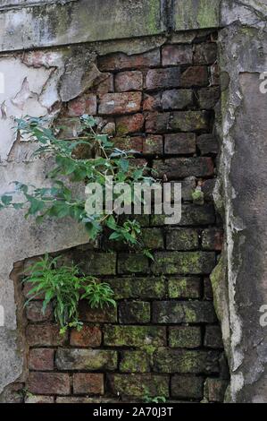 Deteriorated White Wall with Bricks underneath and Moss Stock Photo