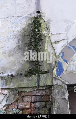 Deteriorated White Wall with Bricks underneath and Moss Stock Photo
