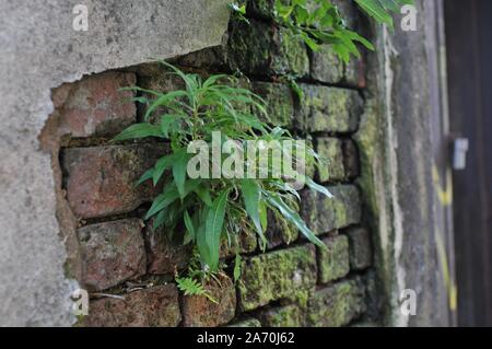 Deteriorated White Wall with Bricks underneath and Moss Stock Photo
