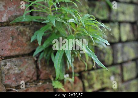 Deteriorated White Wall with Bricks underneath and Moss Stock Photo
