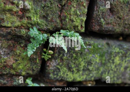 Deteriorated White Wall with Bricks underneath and Moss Stock Photo