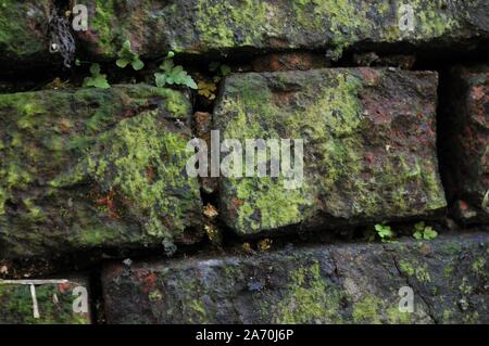 Deteriorated White Wall with Bricks underneath and Moss Stock Photo