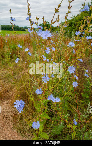 Common chicory (Cichorium intybus) flowers on the edge of fields by South Downs Way, Hampshire, England. Stock Photo