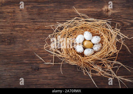 Bird nest with eggs and one golden egg, metamorphing for leadership and being unique. Stock Photo
