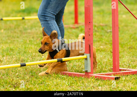 A young brown mixed breed dog learns to jump over obstacles in agility training. Age 2 years. Stock Photo