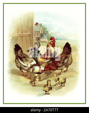 Vintage 1890’s Organic Farm Page Illustration image of a rooster, two chickens and four chicks in a barnyard at the farm. The chickens are eating from a wooden feeding box, the rooster is posed proud in the background and the little chicks are standing around so cute in the foreground. Children’s book titled Visit to the Farm by Koerner & Hayes, 1896 America USA. Stock Photo