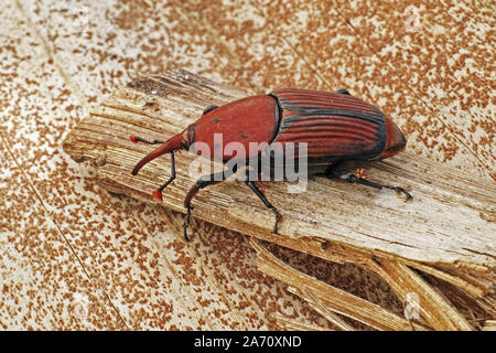 red palm weevil,  Rhynchophorus ferrugineus, adult specimen Stock Photo