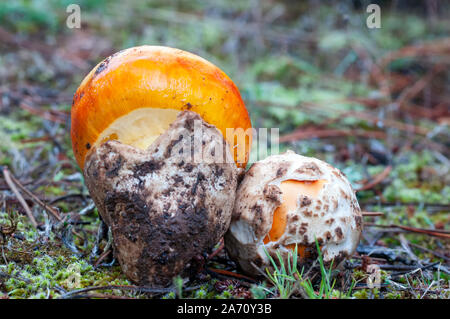 amanita caesarea mushroom Stock Photo