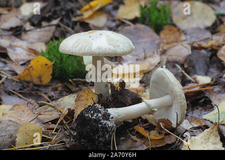 Amanita citrina, known as false death cap or citron amanita, wild mushroom from Finland Stock Photo
