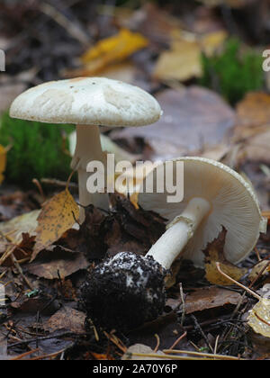 Amanita citrina, known as false death cap or citron amanita, wild mushroom from Finland Stock Photo