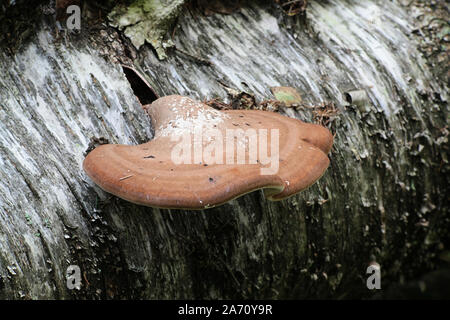 Fomitopsis betulina, known as the birch polypore, birch bracket, or razor strop, a bracket fungus from Finland Stock Photo