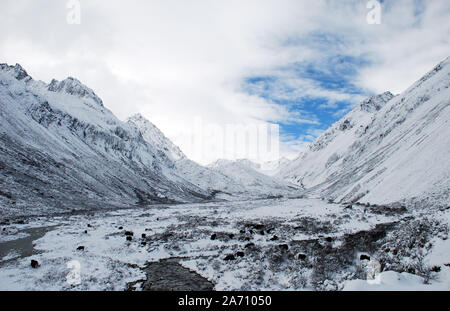 yaks grazing in the mountains of western Sichuan in china Stock Photo