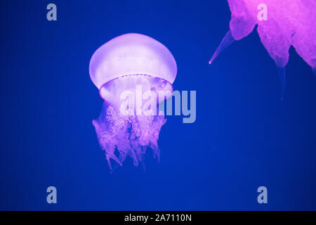 Closeup of a glowing pink dangerous jellyfish underwater Stock Photo
