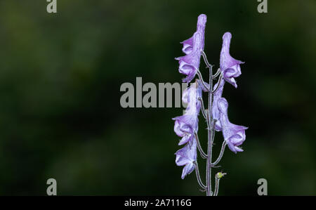 Close up of the purple flowers of the northern wolfsbane. Highly poisonous plant Aconitum lycoctonum. Stock Photo