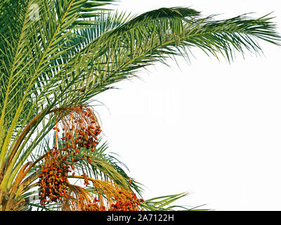 Phoenix Palm Leaves with dates isolated on white background Stock Photo