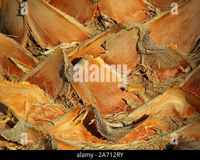 close up, texture of trunk palm tree. natural abstract background Stock Photo