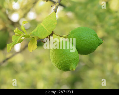 Close up of green limes on a lime tree. Lemons, Limes or Citrus Fruit background Stock Photo