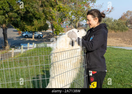 Petaluma, California, USA. 29th October 2019. During the Kincade fire, Julie George and 'Marlow,' a Great Pyrenees dog, share some affection as they wait for their evacuation order to be lifted. They traveled 20 miles from Tomales to Petaluma, California to avoid the rampaging Kincade fire which has burned an area more than twice the size of San Francisco and destroyed nearly 60 homes. Credit: Tim Fleming/Alamy Live News Stock Photo
