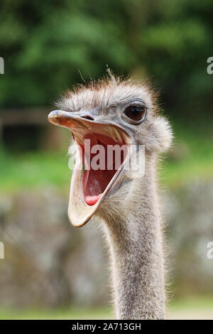 Ostrich head Stock Photo