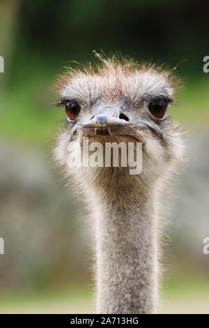 Ostrich head Stock Photo