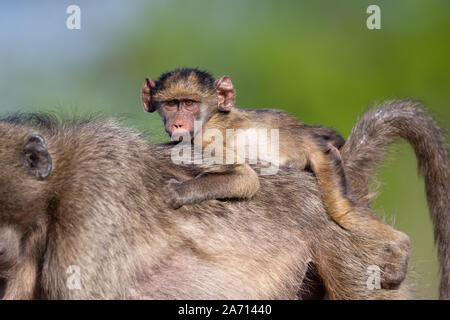 Baby Chacma Baboon (Papio ursinus) riding on Mother's back, Karongwe Game Reserve, Limpopo, South Africa Stock Photo