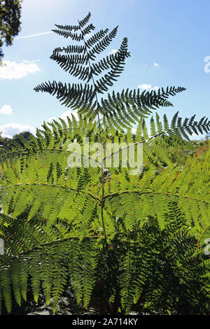 Bracken, Pteridium aquilinum, frond in the foreground rising above other fronds and a blue sky with white clouds in the background. Stock Photo