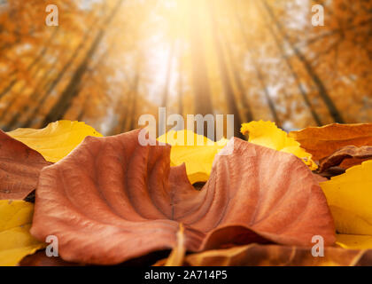 Autumn concept, Beautiful colorful and dried leaves on ground in the forest. Stock Photo