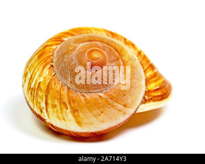 Housing of a sea slug in a closeup against white background Stock Photo