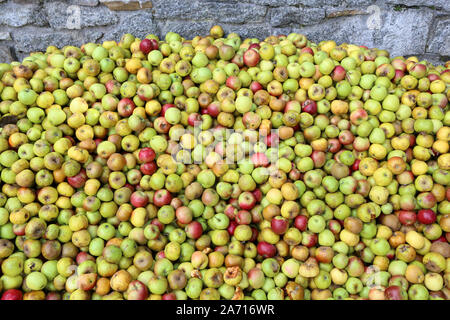 Pommes pour la fabrication du jus de pomme. Saint-Gervais-les-Bains. Haute-Savoie. France. Stock Photo