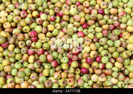 Pommes pour la fabrication du jus de pomme. Saint-Gervais-les-Bains. Haute-Savoie. France. Stock Photo