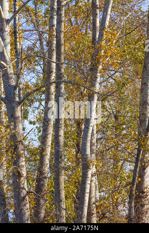 Trees in the mid-stage of losing their leaves on a bright October day near Steveston British Columbia Canada Stock Photo