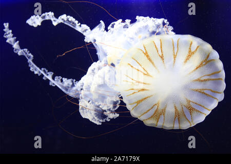 The South American sea nettle (Chrysaora plocamia) is a species of jellyfish from the family Pelagiidae. It is found from the Pacific coast of Peru, south along Chile's coast to Tierra del Fuego, and north along the Atlantic coast of Argentina, with a few records from Uruguay.